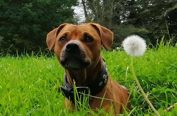 Die Dogorama Kalender Challenge Titelbild-Beitrag-Bild