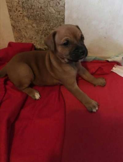 Welpen Bilder !-Beitrag-Bild