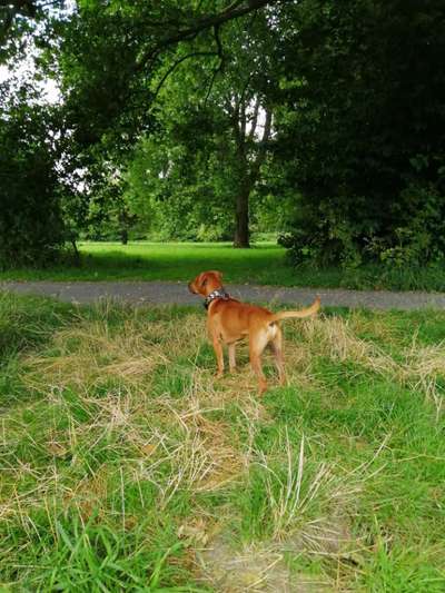 Hundeauslaufgebiet-Die geheimen Gärten-Bild