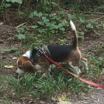 Hundetreffen-Nette Hundekontakte zum Spielen und Trainieren-Bild