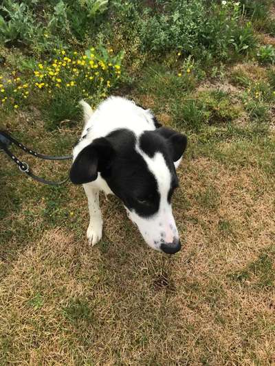 Den richtigen Hundesport für Jagdhundmischling-Beitrag-Bild