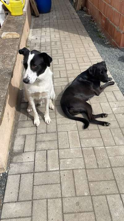 Auslandstierschutz-Beitrag-Bild