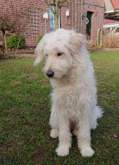 Goldendoodle-Beitrag-Bild