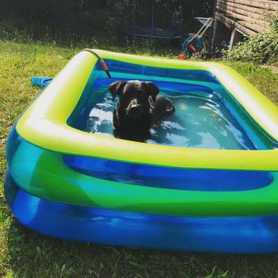 Die Dogorama Kalender Challenge 4/4-Beitrag-Bild