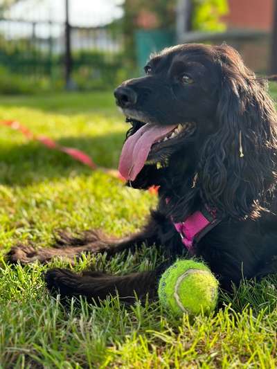 Hundetreffen-Gassirunde-Bild