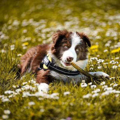 Fotowettbewerb Natur-Beitrag-Bild