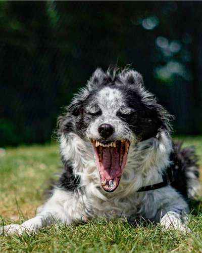 Fotochallenge Nr. 47 - Zeigt die Zähne-Beitrag-Bild