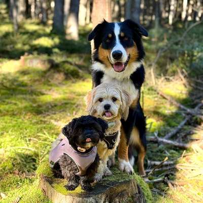 Hundetreffen-Gassi oder Spielen 🐶-Bild