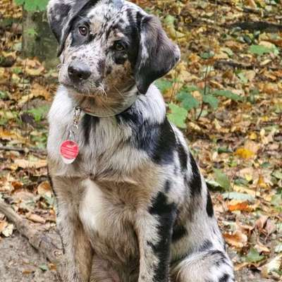 Hundetreffen-Spaziergänge und Spielen-Bild