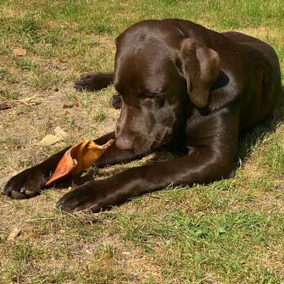 Hundetreffen-Spieltreffen für Bollerköpfe-Bild