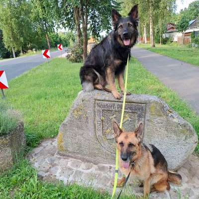Hundetreffen-Nettes spazieren gehen-Bild