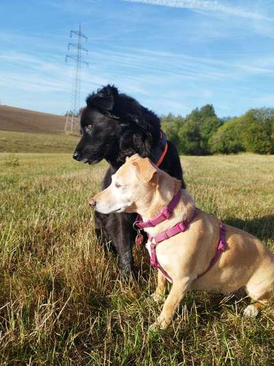 Fotosammlung: ,,Der natürliche Hund" Unbearbeitet, ungestellt und in Natura-Beitrag-Bild