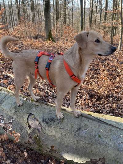 Die Dogorama Kalender Challenge Teil 1/4-Beitrag-Bild