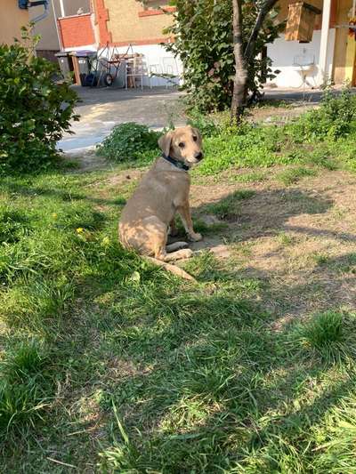 Die Dogorama Monats Challenge "Es grünt und blüht"-Beitrag-Bild