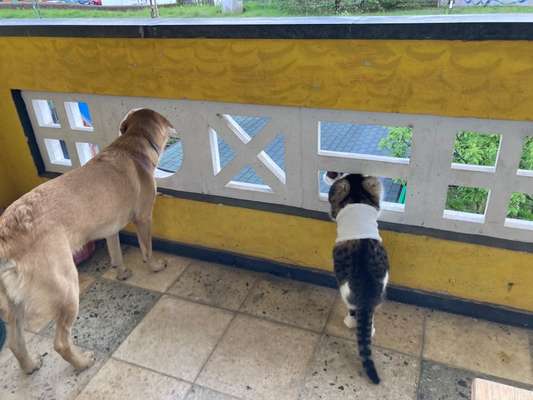 Hund und Katz Momente-Beitrag-Bild