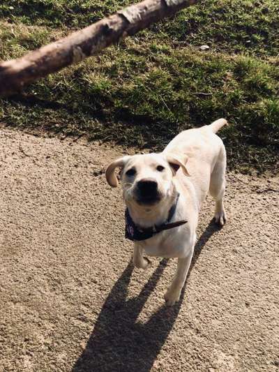 Hundetreffen-Spazieren&Spielen Nähe Bitburg-Bild