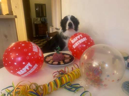 Fotochallenge: Hunde-Geburtstag-Beitrag-Bild