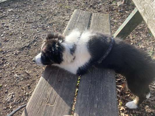 Dogorama Photo Challenge - Bänke-Beitrag-Bild