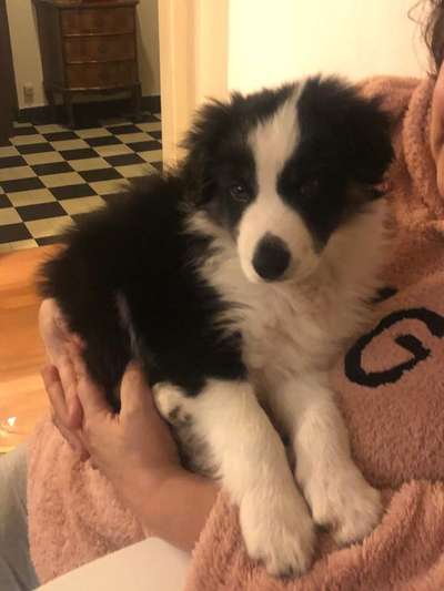 85. Foto Challenge : Schosshund-Beitrag-Bild