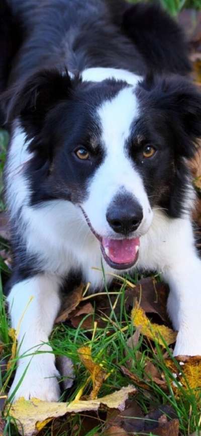 Dogorama Photo Challenge - Portrait-Beitrag-Bild