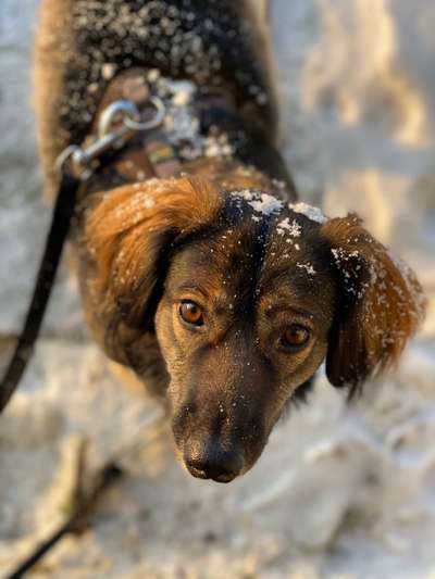 Die Dogorama Kalender Challenge Titelbild-Beitrag-Bild