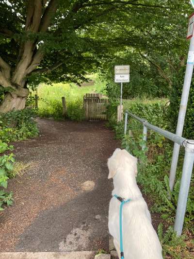 Hundeauslaufgebiet-Alt Rensefeld im Gewerbegebiet Langenfelde-Bild