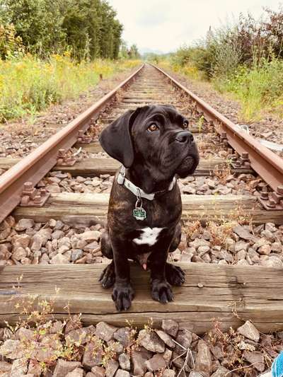 Rassensuche Cane Corso Italiano-Beitrag-Bild