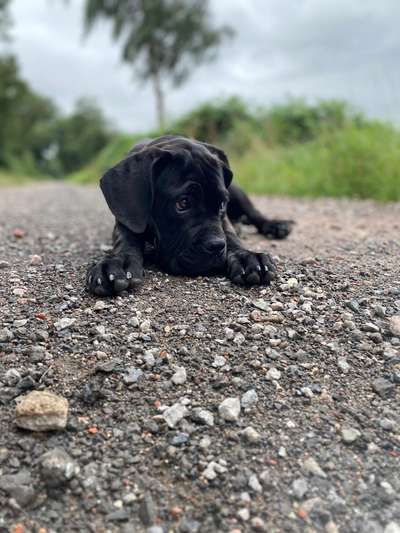 Ist hier jemand mit ein cane corso ?-Beitrag-Bild