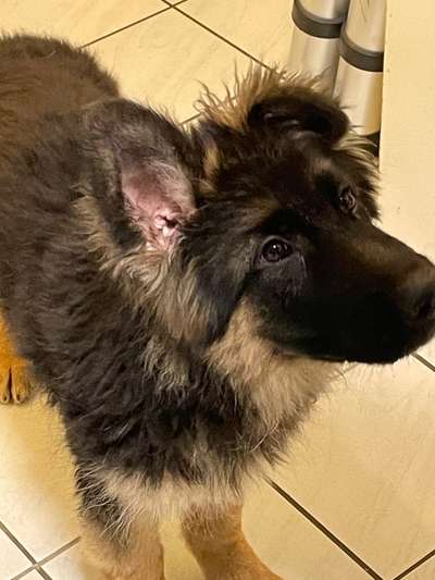 Alles rund um den Schäferhund, diskutieren erwünscht.-Beitrag-Bild