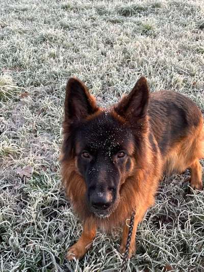 Alles rund um den Schäferhund, diskutieren erwünscht.-Beitrag-Bild