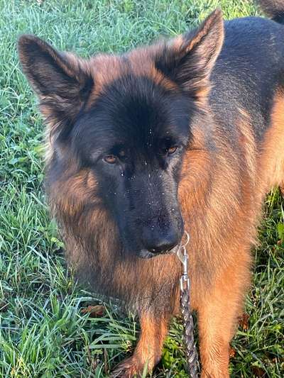 Schäferhund-Beitrag-Bild