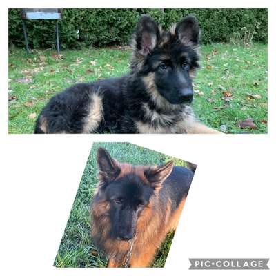 Alles rund um den Schäferhund, diskutieren erwünscht.-Beitrag-Bild