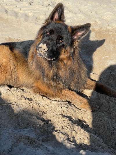 Alles rund um den Schäferhund, diskutieren erwünscht.-Beitrag-Bild