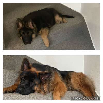 Alles rund um den Schäferhund, diskutieren erwünscht.-Beitrag-Bild