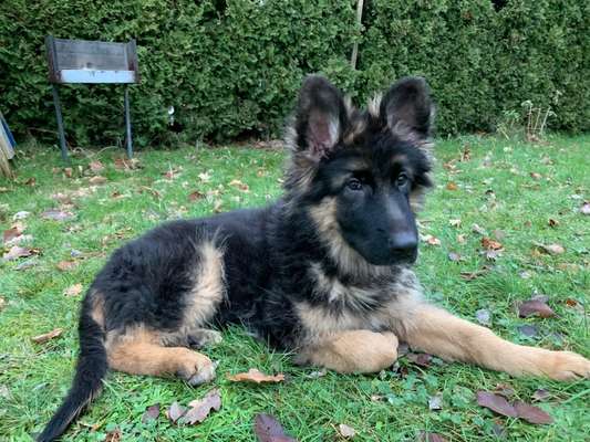 Alles rund um den Schäferhund, diskutieren erwünscht.-Beitrag-Bild