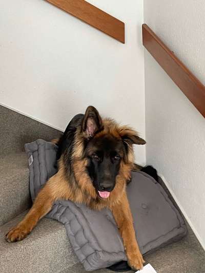 Schäferhund-Beitrag-Bild