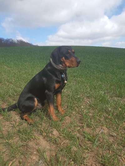 Seltene Rassen!-Beitrag-Bild