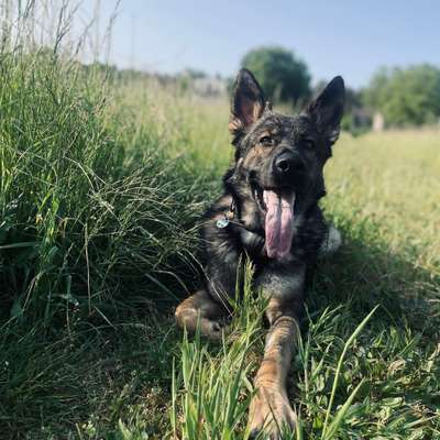 Hundetreffen-Spaziergang (Groß Hund)-Bild