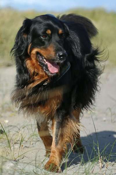 Die Dogorama Kalender Challenge Titelbild-Beitrag-Bild