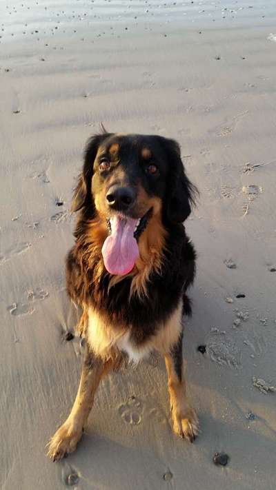 Fotochallenge Nr. 59 - Mein Hund zeigt die Zunge-Beitrag-Bild