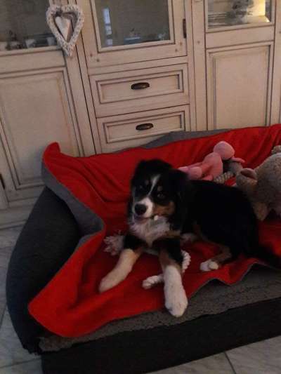 Körbchen / Hundebett-Beitrag-Bild