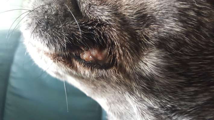 Veränderungen an der Lefze-Beitrag-Bild