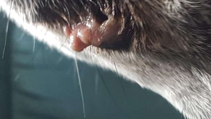 Veränderungen an der Lefze-Beitrag-Bild