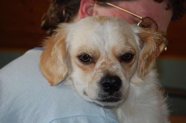 Unsere Fellnasen im Regenbogenland-Beitrag-Bild