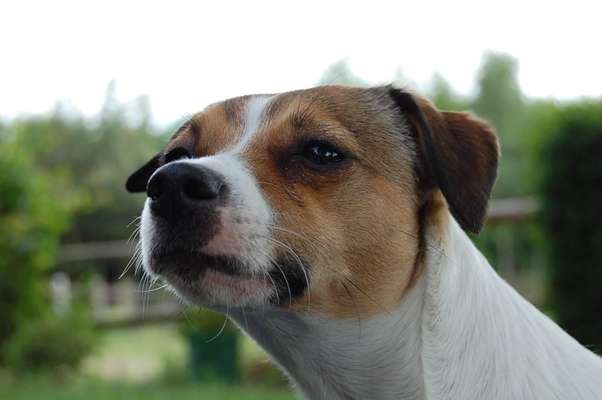 Unsere Fellnasen im Regenbogenland-Beitrag-Bild