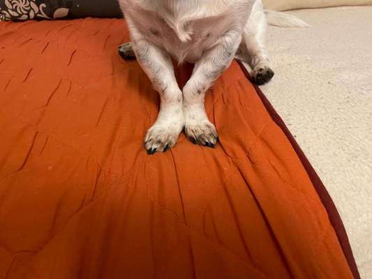 Dackelbeine-Beitrag-Bild