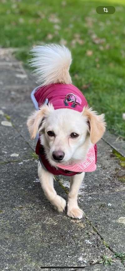 Hundetreffen-Sanfte Hundefreunde für Tierschutz-Hündin gesucht-Bild