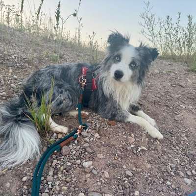 Hundetreffen-Gassi und Spielhundekumpel gesucht :)-Bild