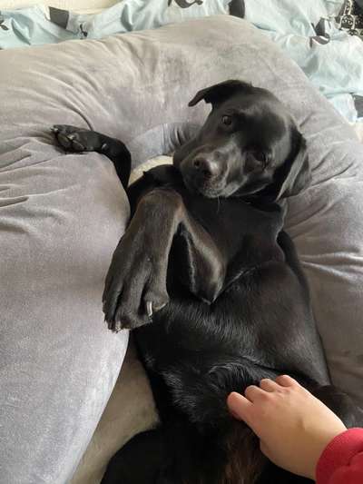 Labradorfans-Beitrag-Bild