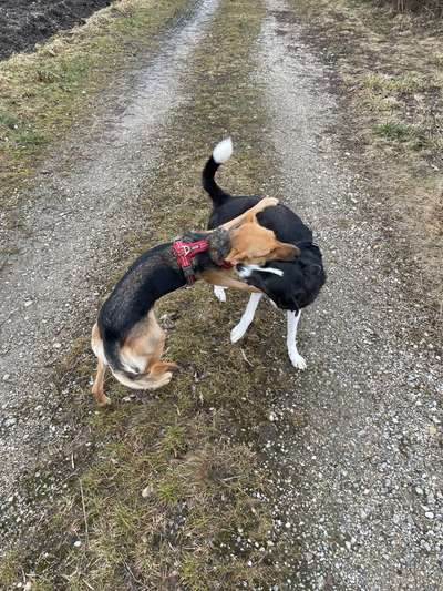 FOTO CHALLENGE 77 - Dein Hund im Spiel-Beitrag-Bild